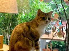 -咖法森林·咖啡  酒吧(天河店)