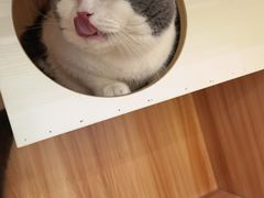 -钦宠·猫咪售卖·洗护·寄养(东圃旗舰店)