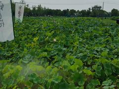 -嘉北郊野公园