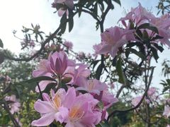 -梧桐山风景名胜区