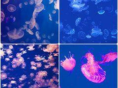 -江和美海洋公园