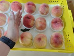 -老袁家蜜桃农场·阳山水蜜桃