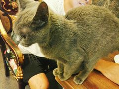 -猫色咖啡·猫咖