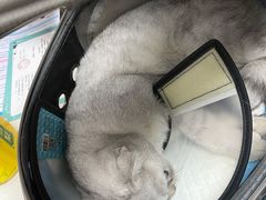 -瑞派雷欧宠物医院·24h夜诊·心脏骨科牙科·全科重症转诊中心(无影山店)