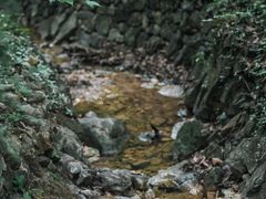 -皇藏峪国家森林公园