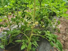 -万源龙顺度假庄园生态观光园