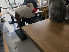 -平行世界·猫咖(首经贸店)