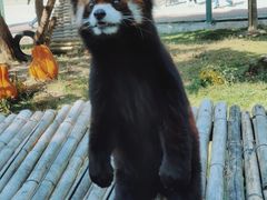 -泉州海丝野生动物世界