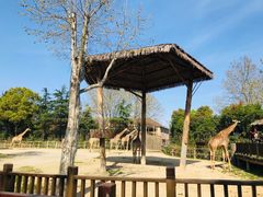 -上海野生动物园