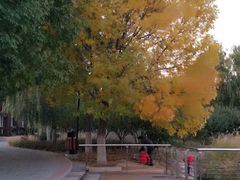 -永定河休闲森林公园