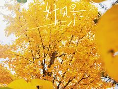 -香山公园