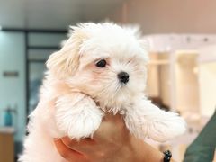 -翊宠yipet猫狗购宠庄园犬舍•猫舍