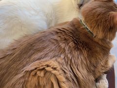 -猫小院猫主题餐厅(南锣旗舰店)