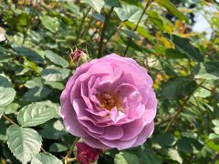 -都江堰玫瑰花溪谷