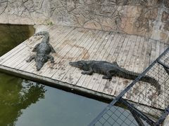 -深圳野生动物园