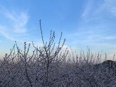 -北京西山国家森林公园