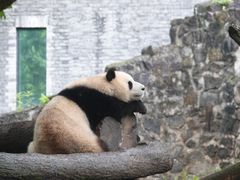 -都江堰中华大熊猫苑