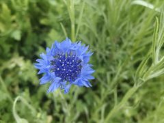 -花开海上生态园