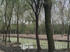 -溱湖国家湿地公园