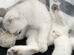 -十年猫舍·猫咪专门店(普陀店)