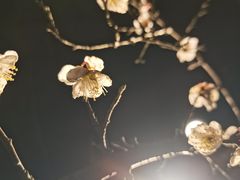 -无锡梅园公园