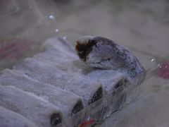 凉卷-宫廷糕点铺