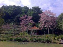 -火炉山森林公园