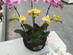 -兰陵国家农业公园