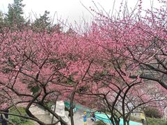 -重庆彩云湖湿地公园
