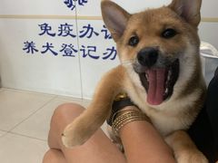 -申普宠物医院·眼科·心内科·影像科(普陀分院)