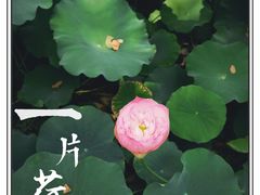 -陈家山荷花公园