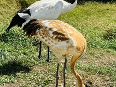 -黑龙江扎龙生态旅游区