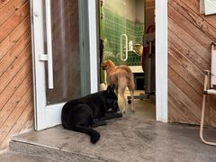 -爪吧宠物乐园 (温榆河示范区店)