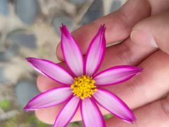 -春花秋色城市公园