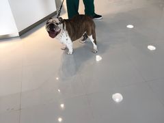 -欧奕国际动物医院