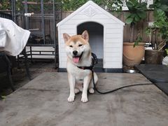 -more than meow吴止猫主题餐厅(承德 中船汇店)