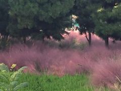 -羊亭河湿地公园