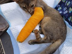 -爱侣宠医·鹦鹉专科·小型哺乳类·异宠专科(灵石路店)