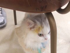 -共舞时光猫咖·狗咖(新街口店)