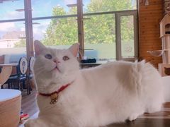 -猫的茶·猫咖
