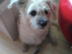 -宠爱国际动物医院· 猫科· 外科·中兽医(长白店)