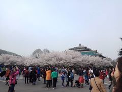 -武汉大学-樱园