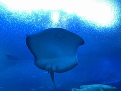 -珠海长隆海洋王国