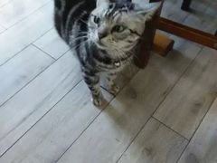 -海边的猫和咖啡馆