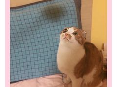 -宠爱国际动物医院· 猫科· 外科·中兽医(长白店)