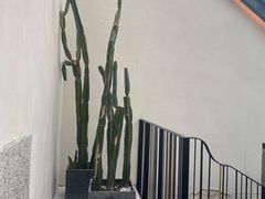 -大树餐厅(红旗街万达店)