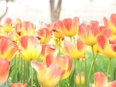 -大宁郁金香公园-停车场