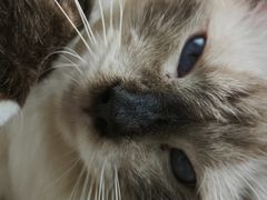 -怪兽屋·羊驼·猫咖·狗咖(俊华广场店)