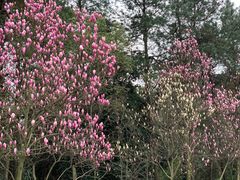 -铁山坪森林公园