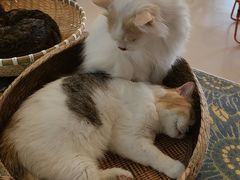 -平行世界·猫咖(首经贸店)